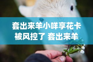 揭秘隐私边界，如何合法查询他人聊天记录