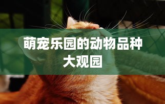 京东白条什么套出来呀 揭秘京东白条，那些你不知道的套路与技巧