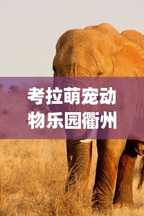 自己开店羊小咩便荔卡提现 羊小咩便荔卡，开店赚钱新选择—揭秘如何轻松实现卡提现