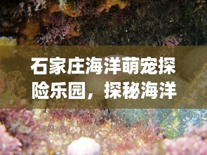 自己有抖音月付提现额度 揭秘抖音月付提现额度，轻松赚钱，你也能做到！