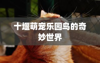 网上查询开房记录，揭秘隐私与权力的较量