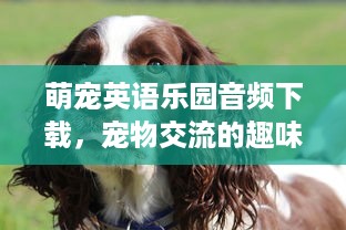 橡皮泥萌宠乐园主题活动报告