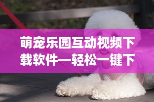 萌宠乐园互动视频下载软件—轻松一键下载，宠物乐园乐趣不打烊
