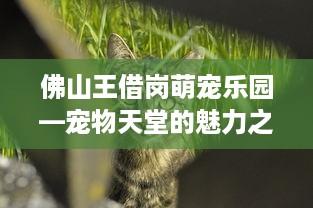 自己用羊小咩便荔卡付款能提现吗 羊小咩便荔卡付款提现攻略，揭秘你的钱袋子如何轻松解冻！