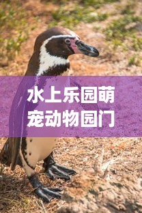 老虎滩萌宠乐园官网订票指南，轻松预订，欢乐无限！