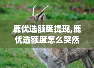 包头萌宠乐园设计图纸详解