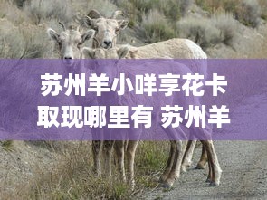 包头萌宠乐园设计图纸详解