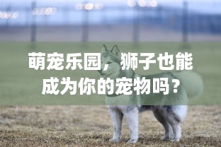 芜湖萌宠乐园设计图高清