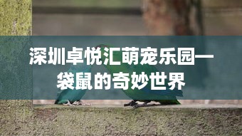 抖音月付用啥套出来好呢安全吗 抖音月付套现攻略，安全又方便的方法大盘点！