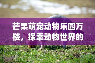 京东白条如何提现了 京东白条提现攻略，轻松操作，资金到账不是梦！