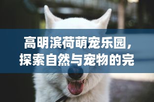 京东白条取现怎么打开 京东白条取现功能详解，轻松打开，资金周转无忧