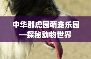 萌宠乐园制作过程图片大全