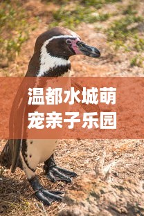 天池部落萌宠乐园揭秘