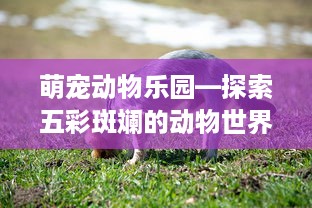 萌宠动物乐园—探索五彩斑斓的动物世界