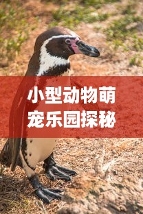 小型动物萌宠乐园探秘