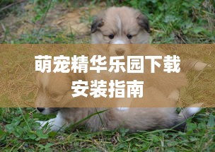 萌宠精华乐园下载安装指南
