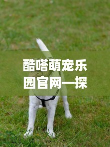 酷嗒萌宠乐园官网—探索宠物乐园的奇妙世界