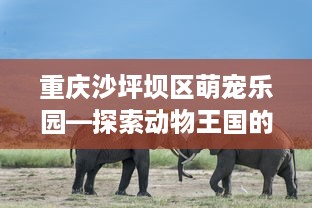 重庆沙坪坝区萌宠乐园—探索动物王国的奇妙之旅
