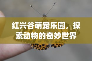 红兴谷萌宠乐园，探索动物的奇妙世界