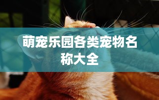 萌宠乐园各类宠物名称大全