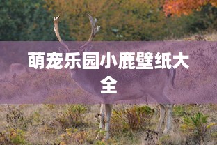 萌宠乐园小鹿壁纸大全