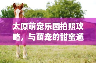 太原萌宠乐园拍照攻略，与萌宠的甜蜜邂逅