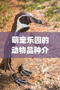 萌宠乐园的动物品种介绍