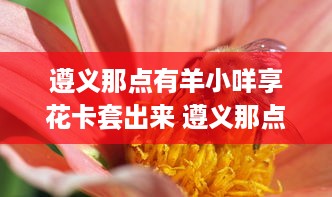 遵义那点有羊小咩享花卡套出来 遵义那点有羊小咩享花卡套出来，快来体验这份独特福利！