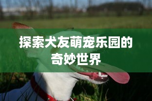 探索犬友萌宠乐园的奇妙世界