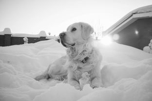 探索犬友萌宠乐园的奇妙世界