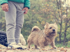探索犬友萌宠乐园的奇妙世界