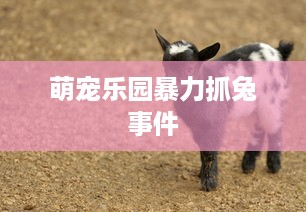 萌宠乐园暴力抓兔事件