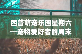 西普萌宠乐园星期六—宠物爱好者的周末乐园