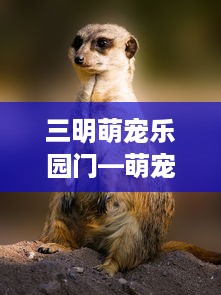 三明萌宠乐园门—萌宠天堂的魅力之门