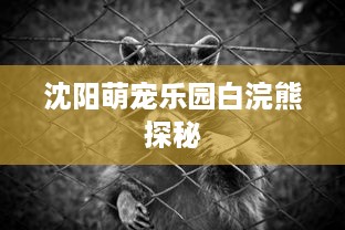 沈阳萌宠乐园白浣熊探秘