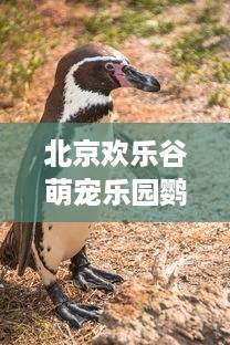 北京欢乐谷萌宠乐园鹦鹉—与鹦鹉共舞，感受欢乐时光