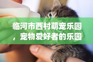 临河市西村萌宠乐园，宠物爱好者的乐园