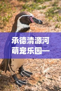 承德清源河萌宠乐园—探索动物世界的奇妙之旅