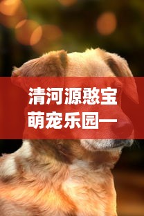 清河源憨宝萌宠乐园—宠物天堂的魅力之旅