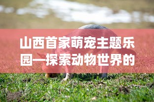 山西首家萌宠主题乐园—探索动物世界的奇妙之旅