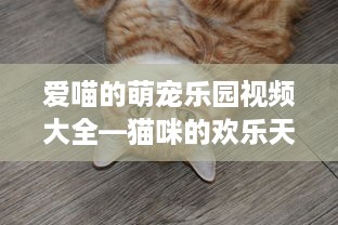 爱喵的萌宠乐园视频大全—猫咪的欢乐天地