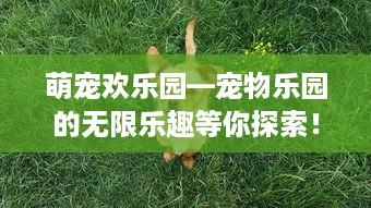 萌宠欢乐园—宠物乐园的无限乐趣等你探索！