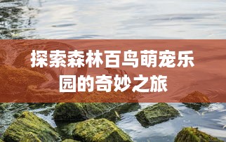 探索森林百鸟萌宠乐园的奇妙之旅