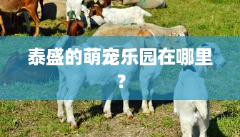 泰盛的萌宠乐园在哪里？