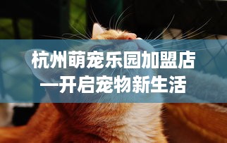 杭州萌宠乐园加盟店—开启宠物新生活