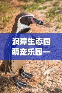 润璋生态园萌宠乐园—探索自然与动物的奇妙邂逅