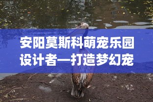 安阳莫斯科萌宠乐园设计者—打造梦幻宠物天地