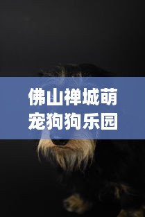 佛山禅城萌宠狗狗乐园地址