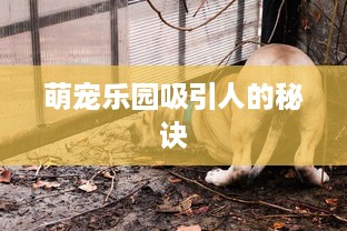 萌宠乐园吸引人的秘诀