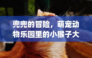 兜兜的冒险，萌宠动物乐园里的小猴子大冒险